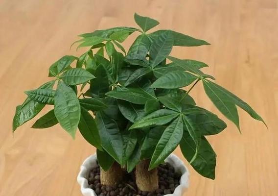 发财树要怎么养比较好（发财树的养护与管理）