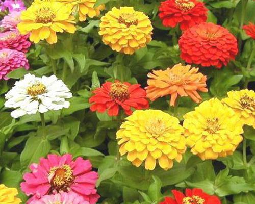 百日菊种子种植时间（百日菊播种时间和方法）