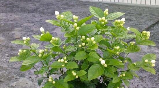 茉莉花种植技巧（掌握关键步骤）