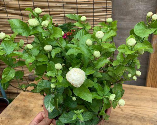 茉莉花种植技巧（掌握关键步骤）