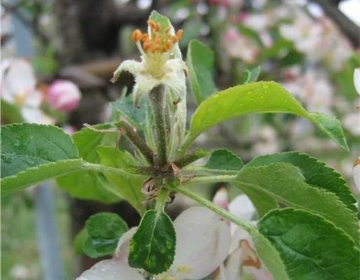 苹果树苗种植时间（选择种植时机）