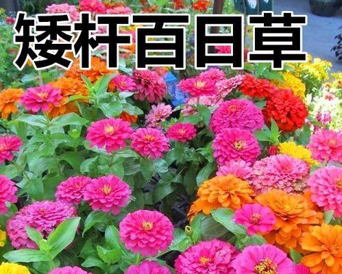 百日草怎么种植方法（百日草种植方法讲解）