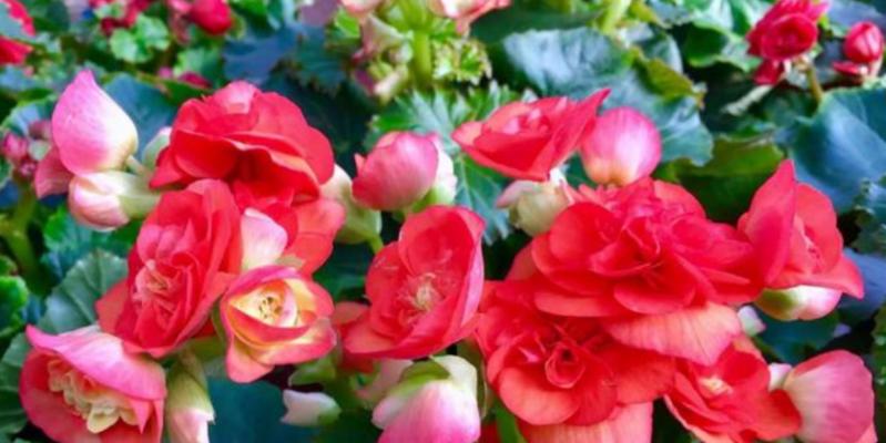 夏天种什么花比较好（适合夏天养的花草介绍）