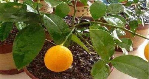 柠檬树怎么养殖（详解柠檬树养殖方法与管理）