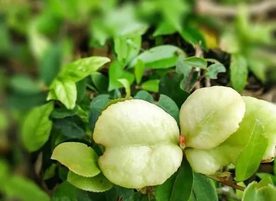 油茶树什么时候种植（油茶树的种植方法和时间）