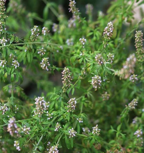 荆芥种植的时间和温度（了解荆芥的生长要求）