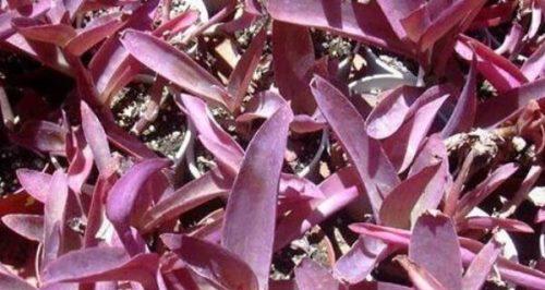 紫鸭跖草的养殖方法和技术（掌握紫鸭跖草的正确养护方法）