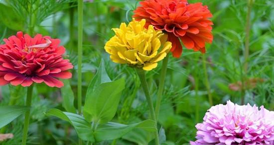 6月种什么花比较好（种植六月份适合的花卉推荐）