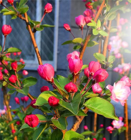 海棠花几月份开花（观赏海棠花花期简介）