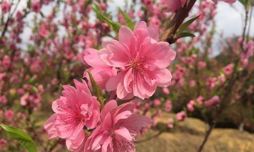 桃花怎么养才开得好（桃花的养护技巧）