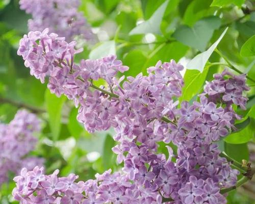 丁香花怎么种植（丁香花的栽培和管理）