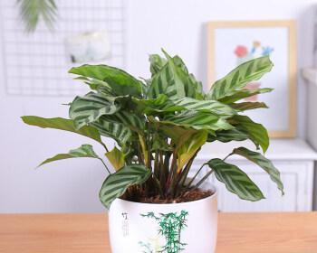 十大净化空气植物排名（净化空气的7种花介绍）