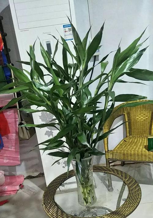 富贵竹黄尖怎么回事啊（详解富贵竹养护技巧）