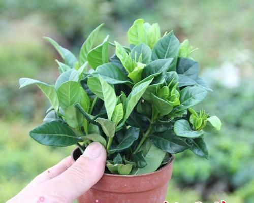 小叶栀子花期几月（栀子花开花时间）