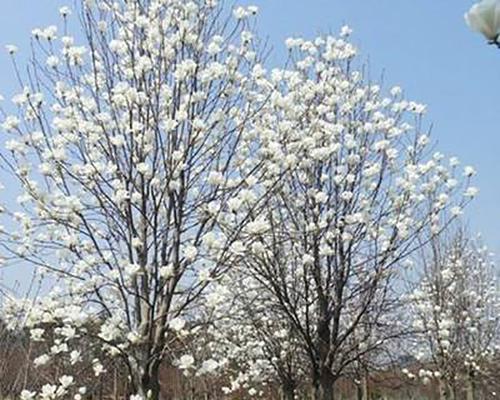 玉兰花树怎么养护（玉兰花的种植与管理）