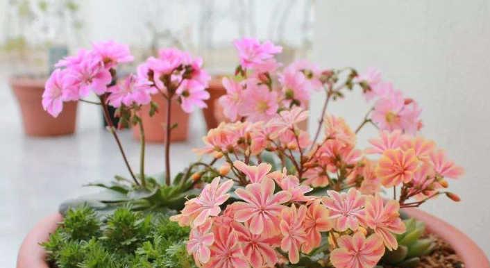 露薇花怎么养比较好（露薇花的养殖方法讲解）