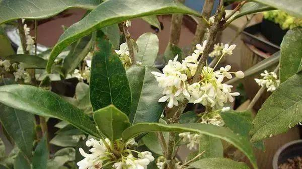 桂花栽培方法（桂花养护“技巧”）