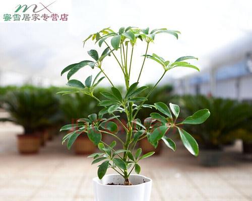 鸭掌树怎么养殖（鸭掌木的养殖方法和浇水）