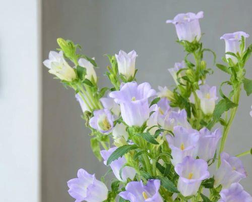 花期长水培花卉有哪些（花卉植物水培技巧）