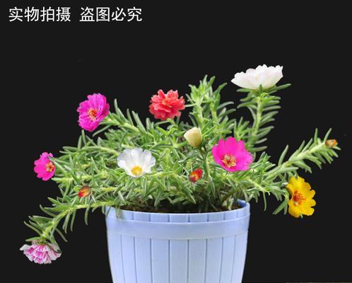 家庭盆栽植物什么好（适合室内养的植物大全）