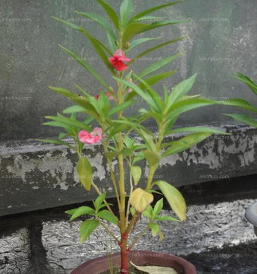 凤仙花怎么种植（凤仙花的种植方法和时间）