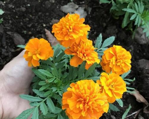 孔雀草花期多长时间（有关孔雀草的养护要点）