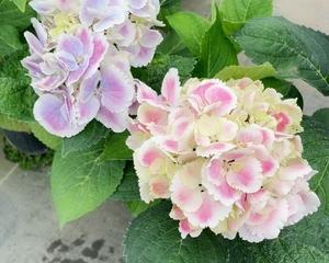 洋绣球花怎么养（天竺葵的养殖方法讲解）