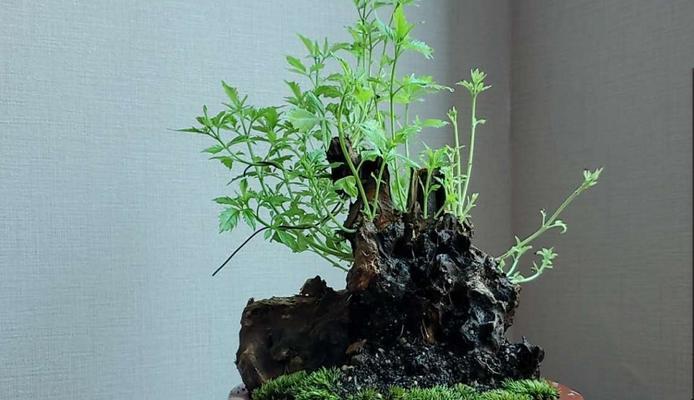 黄荆盆景怎么养护管理（黄荆盆景的养殖方法和注意事项）