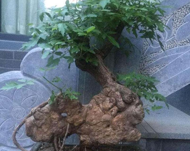 黄荆盆景怎么养护管理（黄荆盆景的养殖方法和注意事项）
