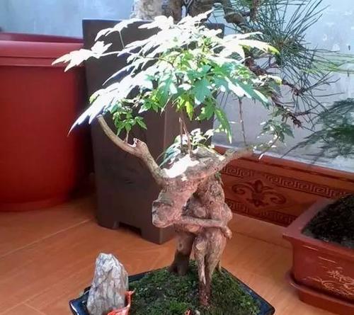 黄荆盆景怎么养护管理（黄荆盆景的养殖方法和注意事项）