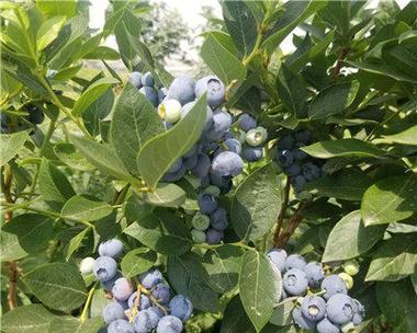 蓝莓苗的培育方法有哪些（蓝莓栽培技术与管理）