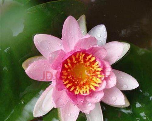 睡莲种植方法图解（打造美丽水上花园的秘诀）