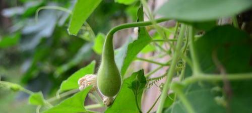 葫芦种子怎么催芽（葫芦的正确种植方法）