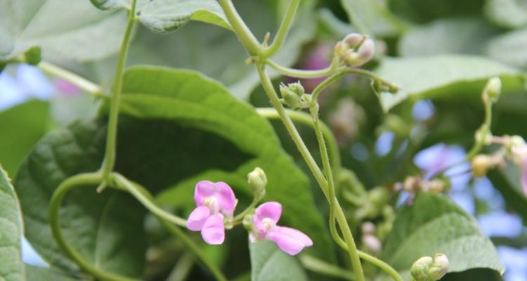 白芸豆几月份种（白芸豆种植时间和方法）