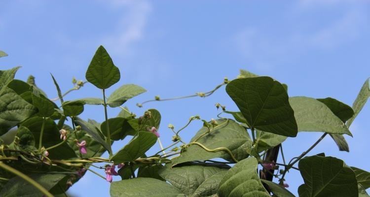 白芸豆几月份种（白芸豆种植时间和方法）