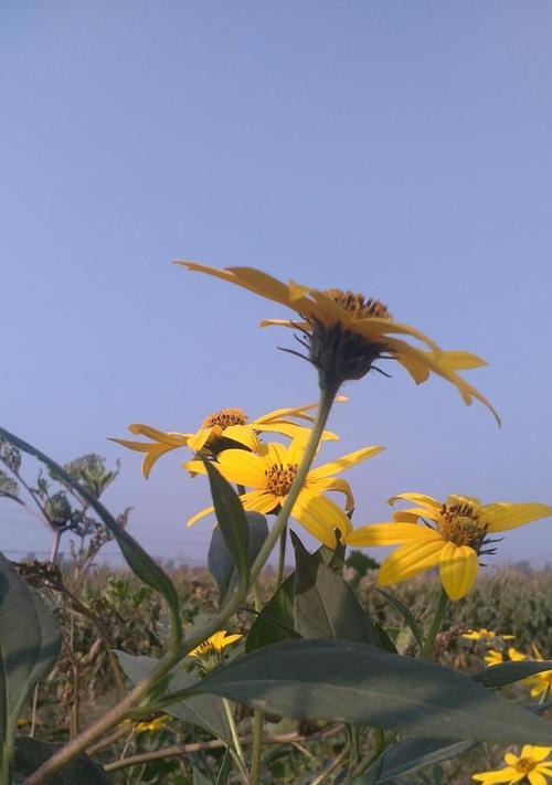 洋姜的种植技术种植时间（掌握洋姜种植的关键时机）