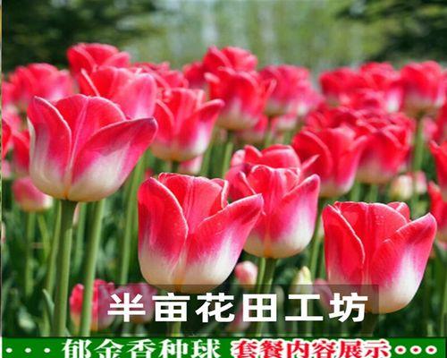 盆栽郁金香怎么养（郁金香种植方法讲解）