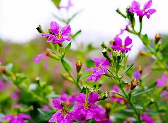 夏天开的花有哪几种（盘点10种代表夏天的花）