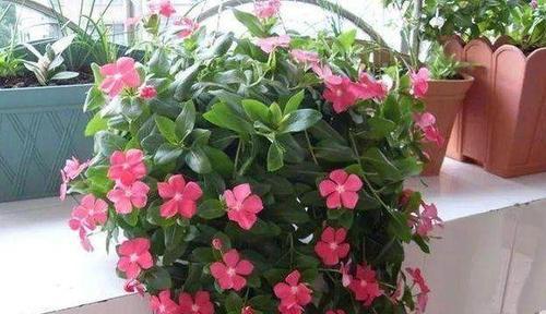 哪些花一年四季都开（四季开花的花卉介绍）