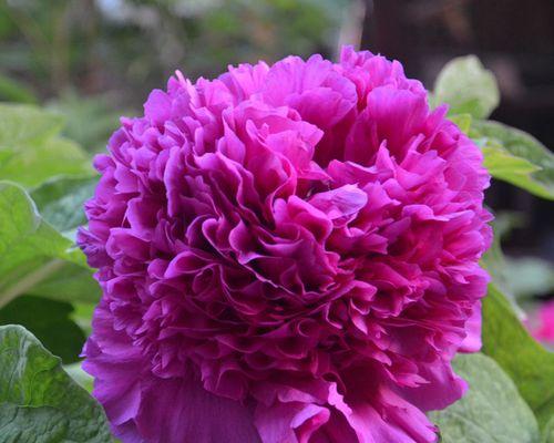 芍药花根块怎么种植（芍药花根块种植方法步骤）