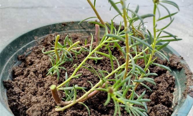 生命力顽强的植物有哪些（六大超级耐旱的植物）