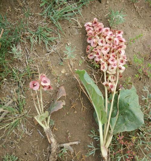 沙漠里有哪些植物（盘点八大沙漠植物）