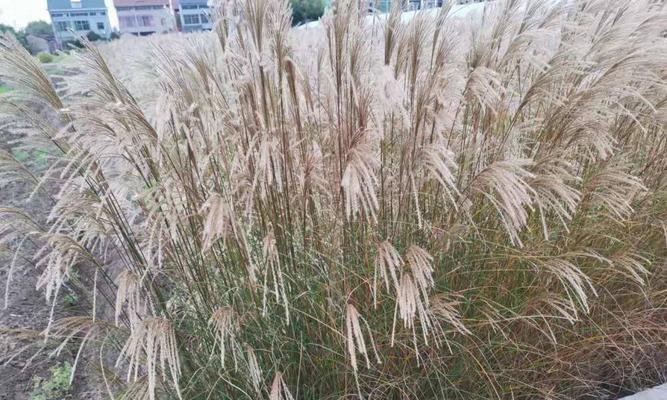 细叶芒什么时间种植（细叶芒的栽培技术要点）