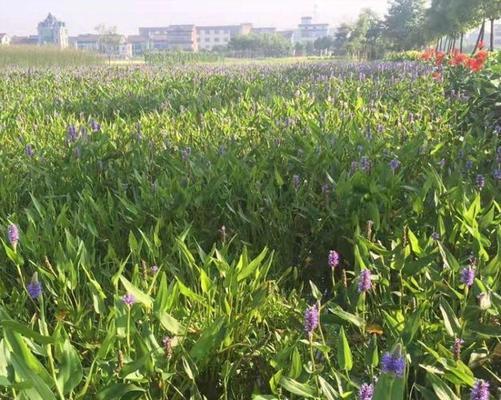 细叶芒什么时间种植（细叶芒的栽培技术要点）