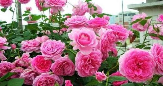 怎样才能养好月季花（月季的养护方法与管理）