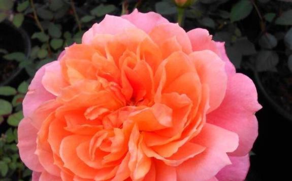 怎样才能养好月季花（月季的养护方法与管理）