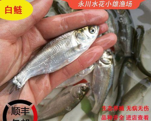 淡水鱼都有什么鱼（淡水观赏鱼品种大全）