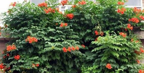 凌霄花怎么种植（凌霄花种植技术与管理）