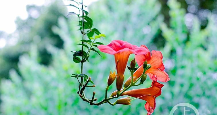 凌霄花怎么种植（凌霄花种植技术与管理）