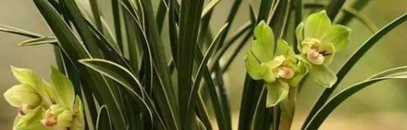 珠兰花的养殖方法和注意事项（珠兰花的正确养护方法）